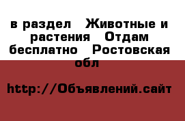  в раздел : Животные и растения » Отдам бесплатно . Ростовская обл.